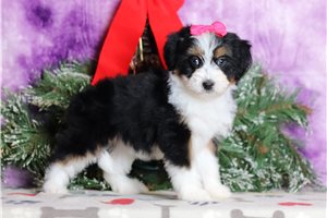 Babe - Bernedoodle, Mini for sale