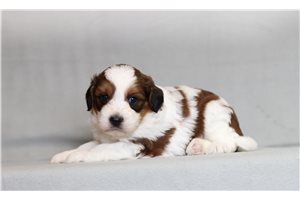 Velma - Bernedoodle, Mini for sale
