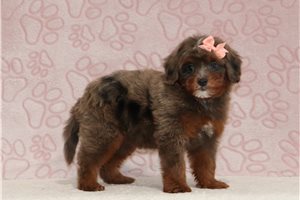 Julia - Bernedoodle, Mini, placed in Zanesville / Cambridge