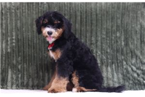Aaron - Mini Bernedoodle for sale