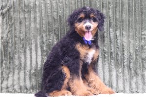 Abbott - Mini Bernedoodle for sale