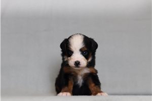 Dodge - Mini Bernedoodle for sale