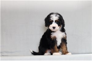 Alto - Bernedoodle, Mini for sale