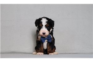 Alto - Bernedoodle, Mini for sale