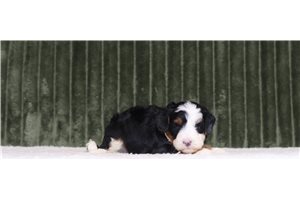 Jobie - Mini Bernedoodle for sale