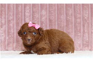 Jude - Mini Bernedoodle for sale