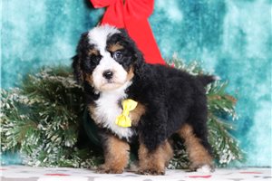 Able - Bernedoodle, Mini for sale