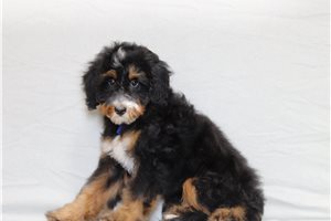 Alfredo - Bernedoodle, Mini for sale