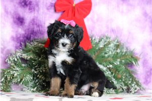 Felicity - Bernedoodle, Mini for sale