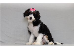 Jennifer - Bernedoodle, Mini for sale