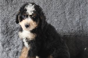 Kingston - Bernedoodle, Mini for sale