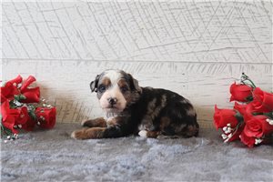 Arya - Bernedoodle, Mini for sale