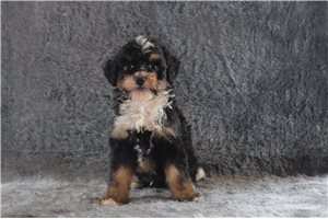 Auburn - Bernedoodle, Mini for sale