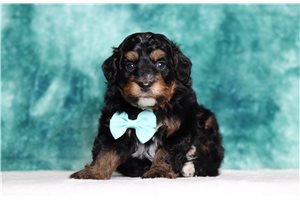 Wilbur - Bernedoodle, Mini for sale
