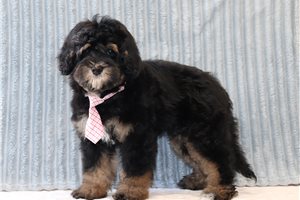 Orlando - Bernedoodle, Mini for sale