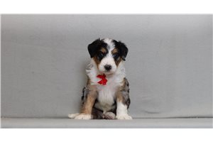 Malcolm - Bernedoodle, Mini for sale