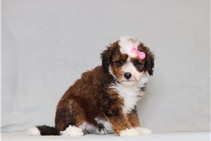 Velvet - Bernedoodle, Mini for sale