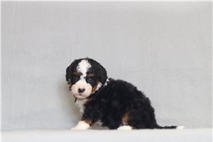 Julian - Bernedoodle, Mini for sale