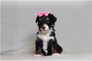 Blush - Bernedoodle, Mini for sale