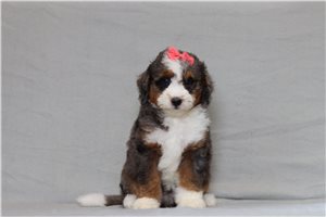 Maeve - Bernedoodle, Mini for sale