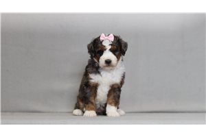 Maeve - Bernedoodle, Mini for sale