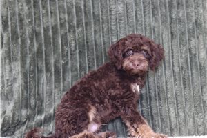 Paul - Bernedoodle, Mini for sale