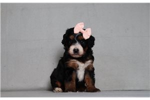Alice - Bernedoodle, Mini for sale