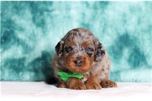 James - Mini Bernedoodle for sale