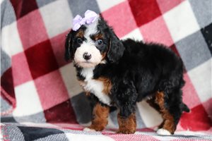 Amanda - Bernedoodle, Mini for sale