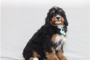 Dino - Bernedoodle, Mini for sale