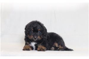 Peace - Bernedoodle, Mini for sale