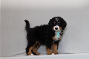 Austin - Mini Bernedoodle for sale