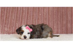 Torah - Bernedoodle, Mini, placed in Zanesville / Cambridge