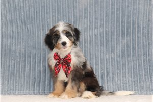Aiden - Bernedoodle, Mini for sale