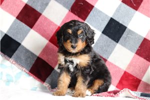 Ethan - Bernedoodle, Mini for sale