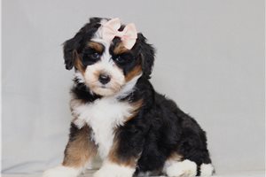 Veronica - Bernedoodle, Mini for sale
