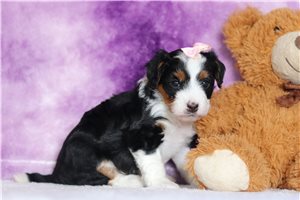 Jennifer - Bernedoodle, Mini for sale
