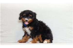 Abner - Bernedoodle, Mini for sale