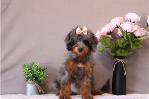 Genesis - Bernedoodle, Mini for sale