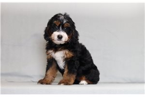 Alice - Bernedoodle, Mini for sale