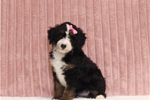 Joie - Mini Bernedoodle for sale