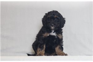 Pearl - Bernedoodle, Mini for sale