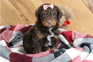 Ayla - puppy for sale