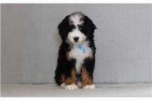 Alistair - Bernedoodle, Mini for sale