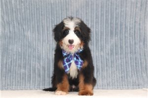 Truffle - Bernedoodle, Mini for sale