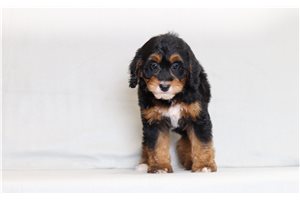 Allegra - Bernedoodle, Mini for sale