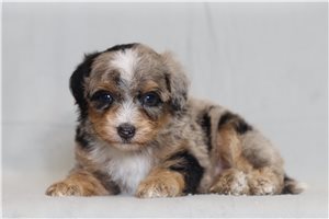 Pepe - Bernedoodle, Mini for sale