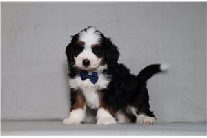Indigo - Bernedoodle, Mini for sale