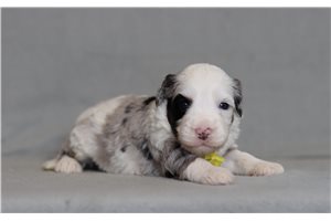 Bernie - Bernedoodle, Mini for sale