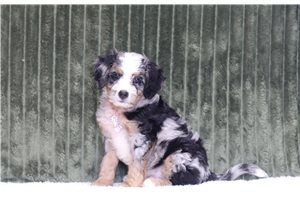 Jesse - Mini Bernedoodle for sale